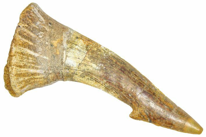 Fossil Sawfish (Onchopristis) Rostral Barb - Morocco #366707